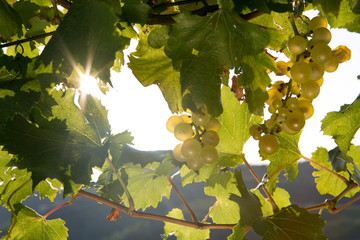 Fresh ripe grapes in autumn sun