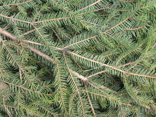 Fir branches