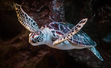 Sea turtle swims under water