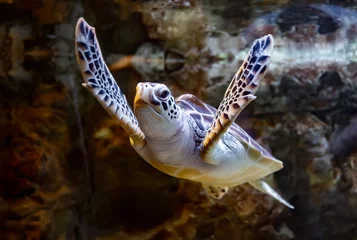 Photo sur Plexiglas Tortue La tortue de mer nage sous l& 39 eau