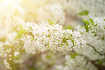 Cherry flowers frame