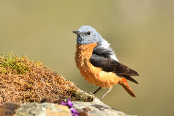 male red rocker in the pedriza