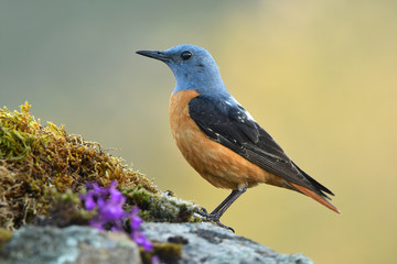 Obraz premium A male red rocker in the pedriza