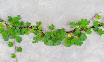 Top view colorful green plants with yellow flower patterns growing  though in concrete cracks floor, nature adversity background