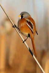Male of Bearded reedling. Panurus biarmicus