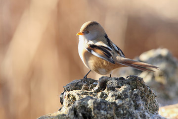 Female of Bearded reedling. Panurus biarmicus