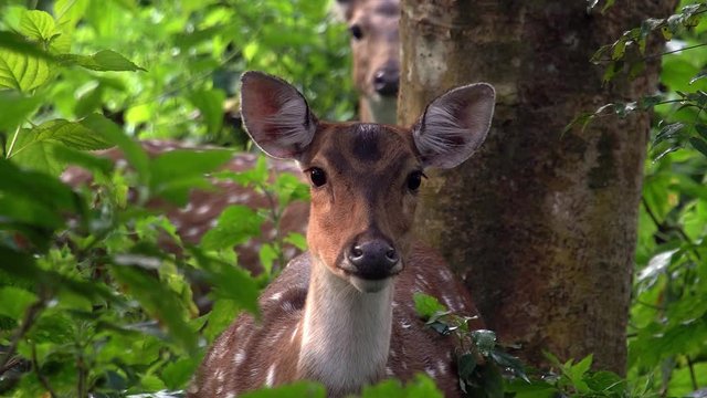 Loopable Cinemagraph of Female Chital or Cheetal (Axis axis), also known as Spotted Deer or Axis Deer in Forest