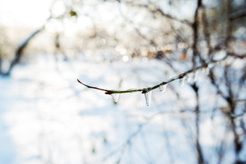 Frozen water drops on tree branches. Natural winter phenomenon - ice rain. Raindrops turned to icicles at low temperature.