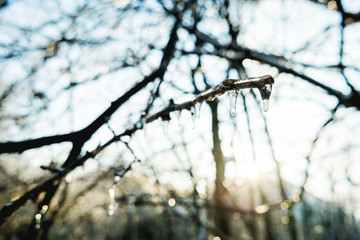 Frozen water drops on tree branches. Natural winter phenomenon - ice rain. Raindrops turned to icicles at low temperature.