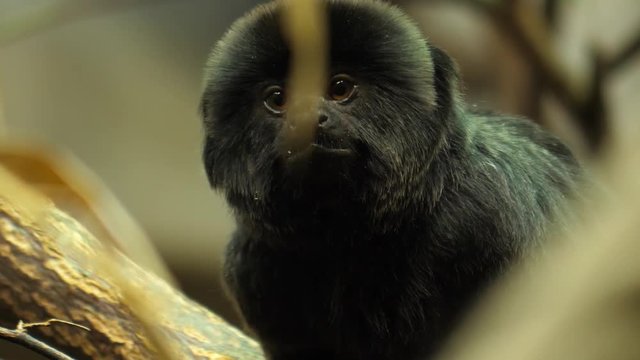Black marmoset sitting on a branch - close up of head and face looking around