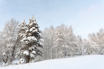 Trees in snowy winter landscape