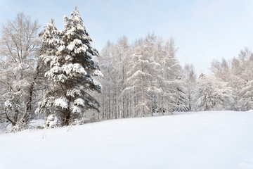 Trees in snowy winter landscape