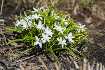 white snowdrop, spring flower bloomed in the garden, a symbol of spring
