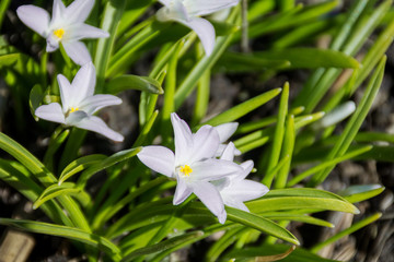 Fototapeta premium white snowdrop, spring flower bloomed in the garden, a symbol of spring