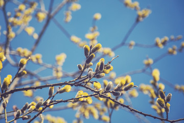 Springtime, Buds on the branches of a tree against the blue sky. Spring background