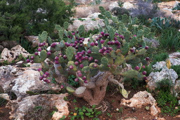 Cactus with pink flowers. Shooting in daylight.