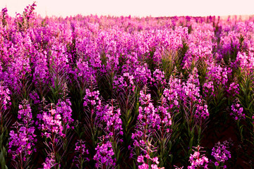 Obraz premium .flowers Ivan tea kiptey at sunset in backlight