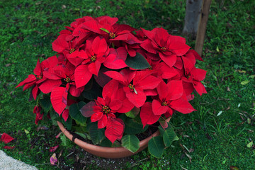 Red Christmas poinsettia flower in a pot on a background of bright green grass.
