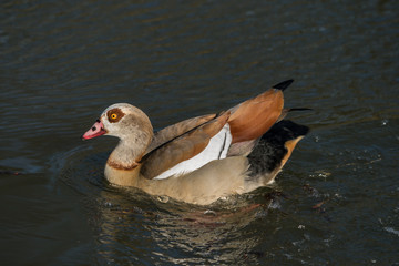 Nilgans schwimmt im Wasser