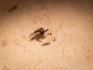 The Job of Ants