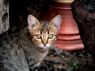 Tabby Kitten Staring