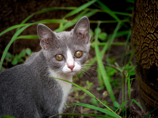 The Gray Kitten Staring