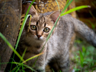 Naklejka na ściany i meble Tabby Kitten Staring in The Garden