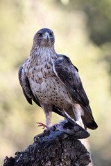 Bonelli's eagle poses in the field with its prey