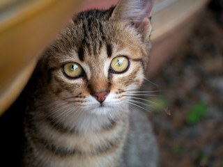 Tabby Kitten Staring