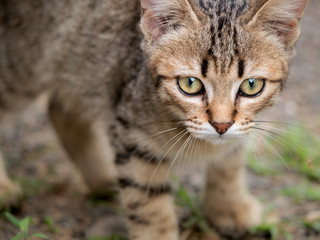 Tabby Kitten Staring
