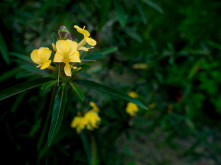 Yellow Barleria Lupulina Lindl Flowers Blooming