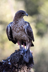 Bonelli's eagle poses in the field with its prey