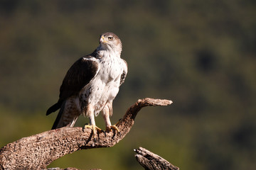 Bonelli's eagle poses in the field with its prey