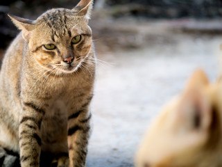 Tabby Preparing for Battle