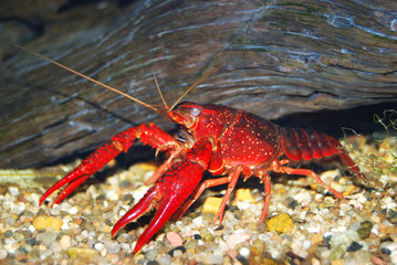 Red Louisiana swamp crayfish Procambarus clarkii. Food export