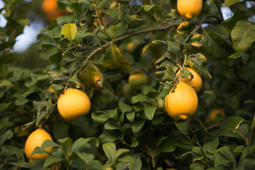 Lemons (fruit, citrus) on the branches of a tree. Shooting in daylight, shallow depth of field, selective sharpness