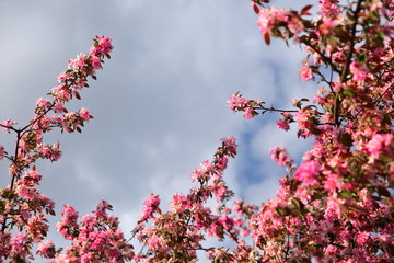 Beautiful flowers of decorative apple tree also called paradise apple tree on the blue sky tel.
