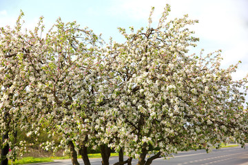 The old apple variety blossomed again in early spring.