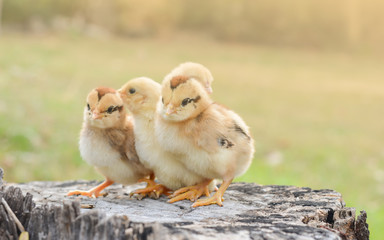 Chicks with nature in the evening.