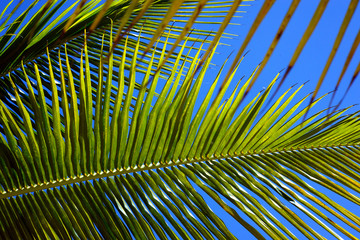 Beautiful green palm leaf closeup. Bright background.