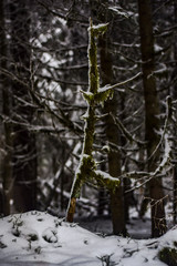 Moosiger ast im Wald 