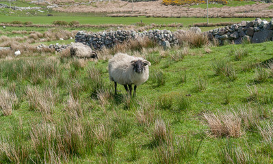sheep in Ireland