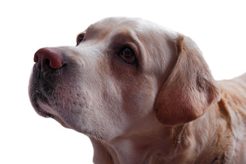 closeup of golden labrador retriever face isolated on white background