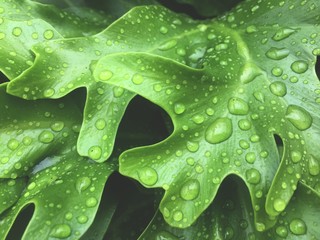 Beautiful leaf texture in nature. Natural background. Drops water on green leafs, Natural of raindrop on fresh foliage, After the rain.