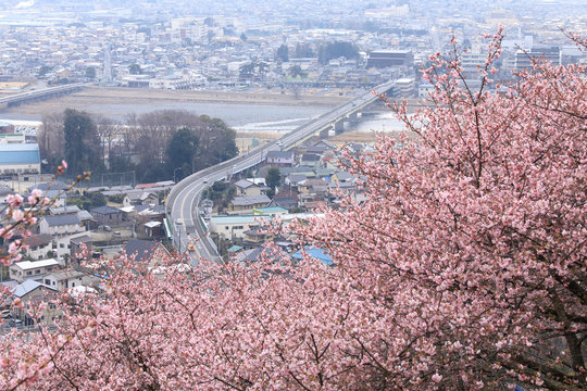 河津桜