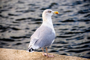 Herring gull on a pier in a seaport in Poland