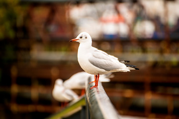 Black headed gull, closeup
