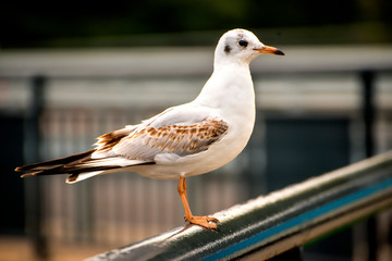 Black headed gull, closeup