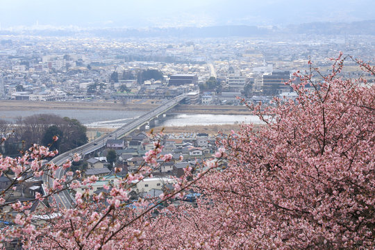 河津桜