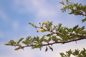 Close-up of flowering Acacia tree